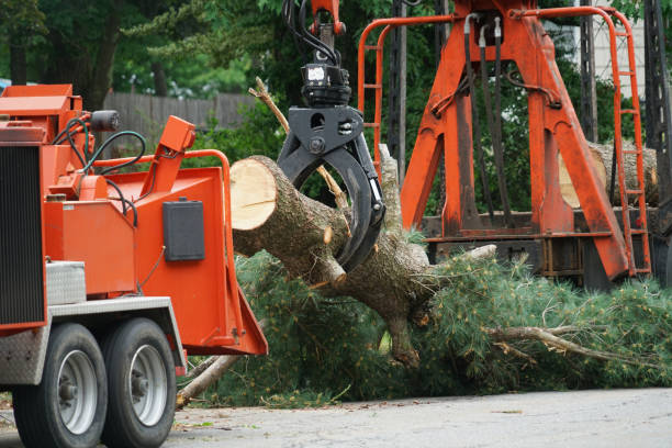 Reliable South Riding, VA Tree Services Solutions